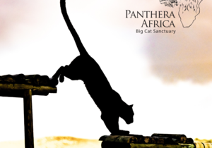 Panthera Africa's Sunset Visit: 5 March 2024