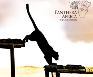 Panthera Africa's Sunset Visit: 5 March 2024