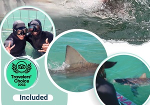 Next Marine Dynamics Shark Cage Diving Trip: 21 February 2024