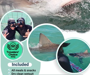 Next Marine Dynamics Shark Cage Diving Trip: 21 February 2024