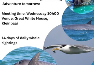 Next Dyer Island Marine Big 5 Tour: 21 February 2024