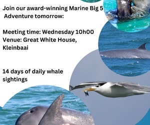 Next Dyer Island Marine Big 5 Tour: 21 February 2024