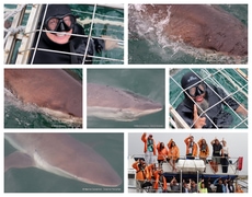 Daily Blog: 20 February 2024 | Shark Cage Diving in South Africa