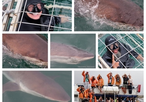 Daily Blog: 20 February 2024 | Shark Cage Diving in South Africa