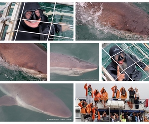 Daily Blog: 20 February 2024 | Shark Cage Diving in South Africa