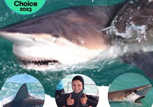 Next Marine Dynamics Shark Cage Diving Trip: 22 February 2024