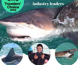 Next Marine Dynamics Shark Cage Diving Trip: 22 February 2024