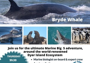 Next Dyer Island Marine Big 5 Tour: 22 February 2024