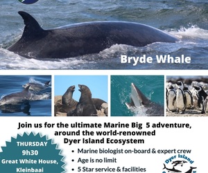 Next Dyer Island Marine Big 5 Tour: 22 February 2024