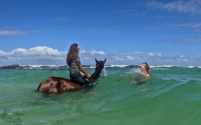 Pearly Beach Horse Trails