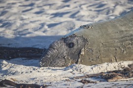 Buffel, Onrusstrand se Olifantrob