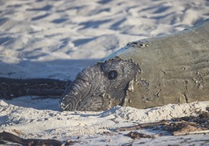 Buffel, Onrusstrand se Olifantrob