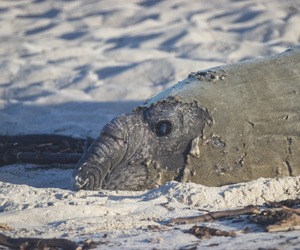 Buffel, Onrusstrand se Olifantrob