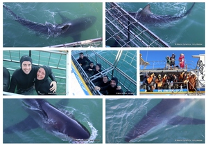 Daily Blog: 27 February 2024 | Shark Cage Diving in South Africa