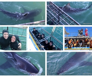 Daily Blog: 27 February 2024 | Shark Cage Diving in South Africa