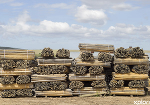 High-Quality Timber in the Overberg