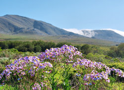 4. Fernkloof Nature Reserve