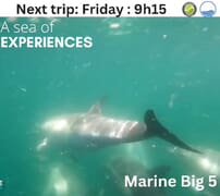 Next Dyer Island Marine Big 5 Tour: 1 March 2024