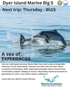 Next Dyer Island Marine Big 5 Tour: 7 March 2024