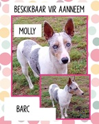 Help Find Molly a Home!