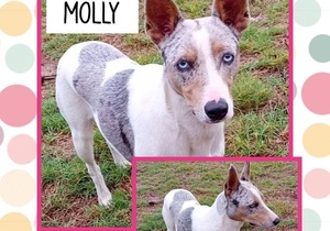 Help Find Molly a Home!