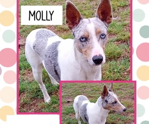 Help Find Molly a Home!