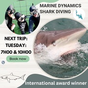 Next Marine Dynamics Shark Cage Diving Trip: 12 March 2024