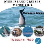 Next Dyer Island Marine Big 5 Tour: 12 March 2024
