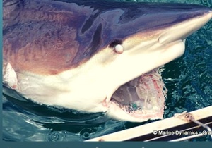 Next Marine Dynamics Shark Cage Diving Trip: 13 March 2024