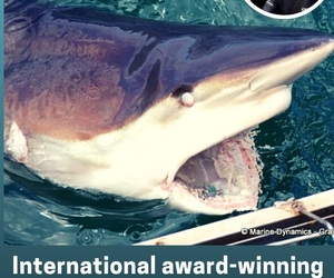 Next Marine Dynamics Shark Cage Diving Trip: 13 March 2024