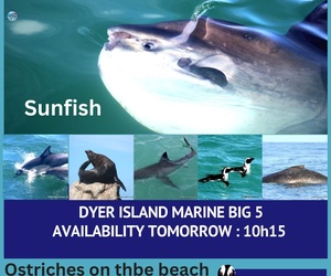 Next Dyer Island Marine Big 5 Tour: 13 March 2024