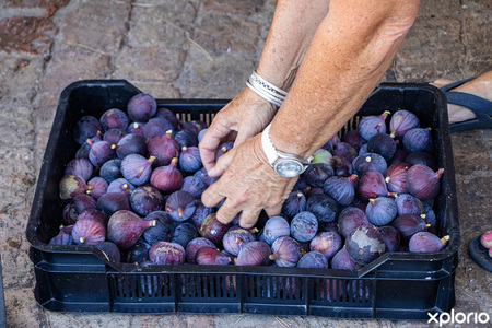 stanford_places_to_eat_restaurant_the_harvest_fork_and_farm_figs_for_sale_1710251003