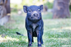 stanford_places_to_eat_restaurant_the_harvest_fork_and_farm_pot_belly_baby_1710251120