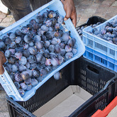 Fruit Trade - The Harvest Fork & Farm - Xplorio™ Stanford