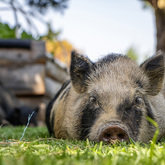 Farm Pigs - The Harvest Fork & Farm - Xplorio™ Stanford