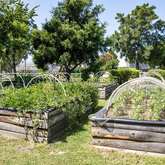 Veggie Garden - The Harvest Fork & Farm - Xplorio™ Stanford