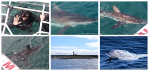 Daily Blog: 12 March 2024 | Shark Cage Diving in South Africa