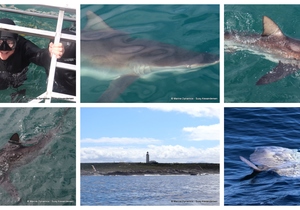 Daily Blog: 12 March 2024 | Shark Cage Diving in South Africa