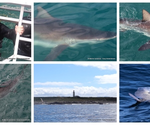 Daily Blog: 12 March 2024 | Shark Cage Diving in South Africa