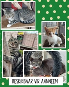 Find Your Furry Friend at BARC: Cats and Kittens Ready for Adoption!