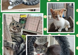 Find Your Furry Friend at BARC: Cats and Kittens Ready for Adoption!