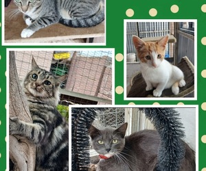 Find Your Furry Friend at BARC: Cats and Kittens Ready for Adoption!