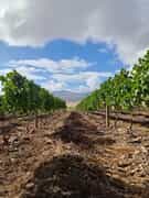 Get Your Vineyard Posts On Time from Fynbos Pole Depot