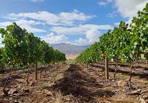 Get Your Vineyard Posts On Time from Fynbos Pole Depot