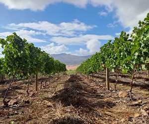 Get Your Vineyard Posts On Time from Fynbos Pole Depot