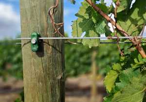 Get Your Vineyard Posts On Time from Fynbos Pole Depot