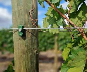Get Your Vineyard Posts On Time from Fynbos Pole Depot