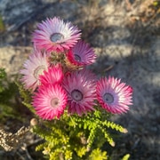 Explore the Cape Floral Kingdom on Our Farm