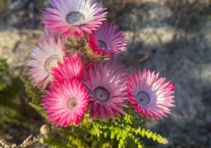 Explore the Cape Floral Kingdom on Our Farm