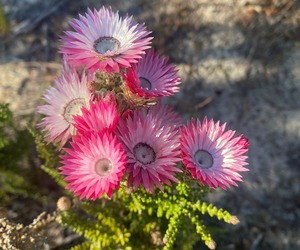 Explore the Cape Floral Kingdom on Our Farm